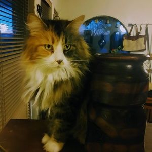 Meet your Posher, Joan